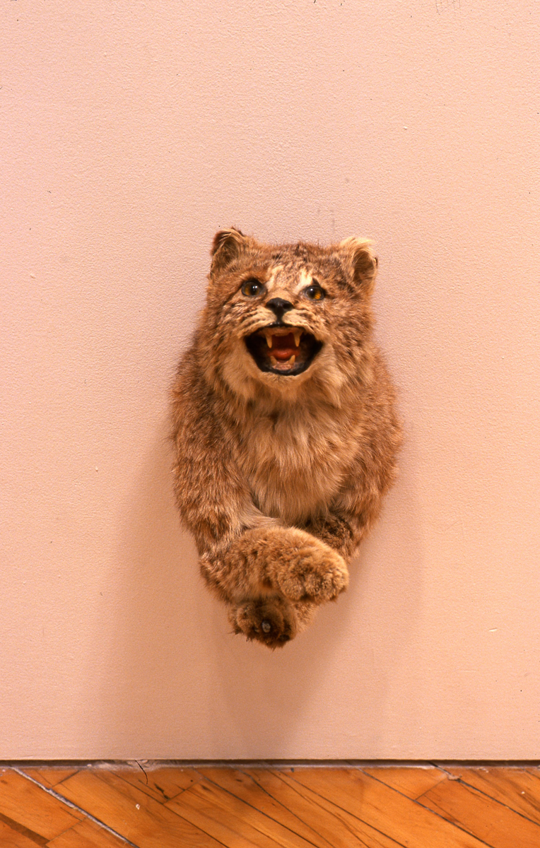 Installation view of the group show trophy, Taxidermy sculpture of a lynx.