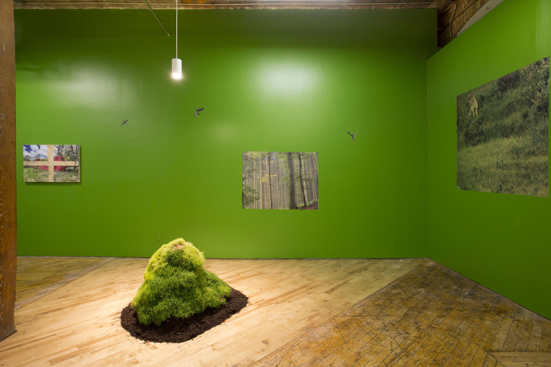 Aaron Jones, image of installation view, green walls with prints and mound of moss.