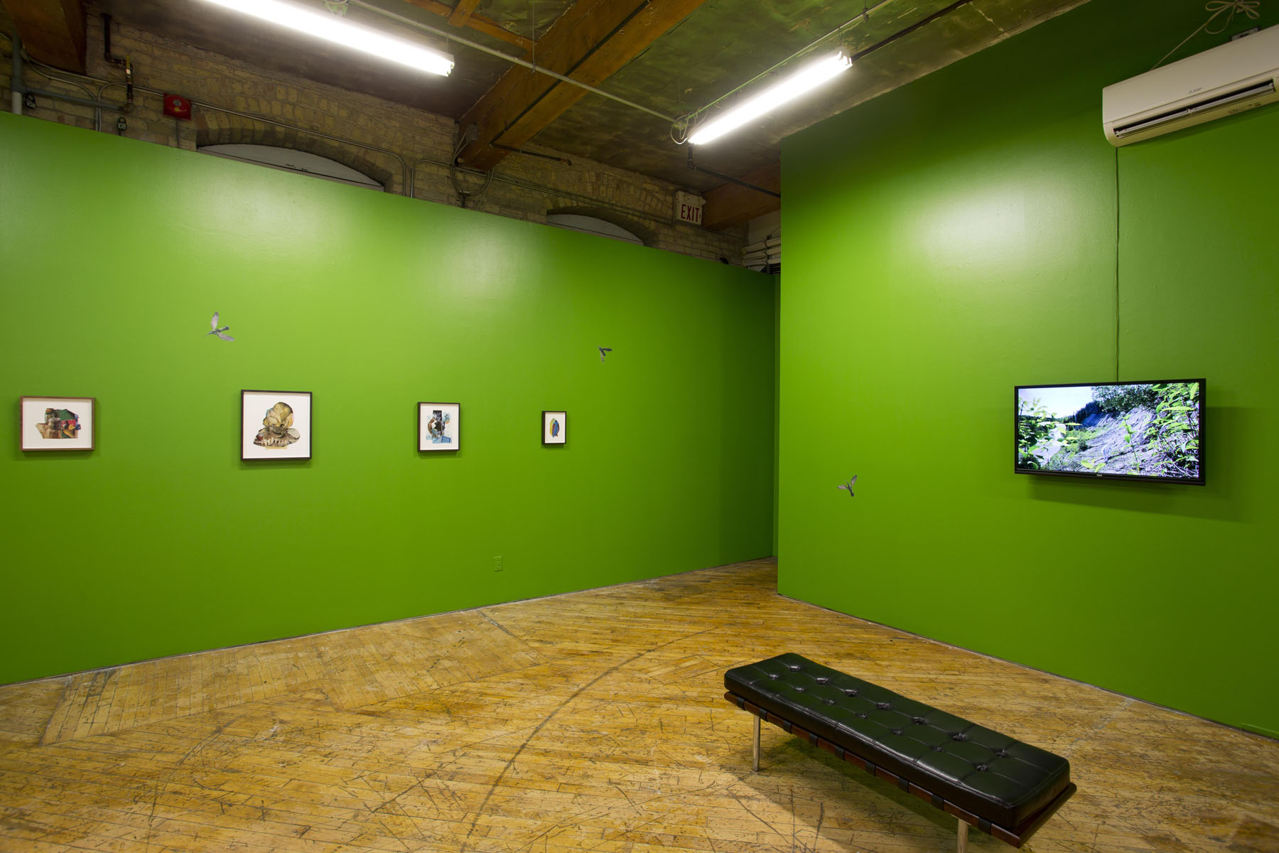 Aaron Jones, image of installation view, green walls with prints.