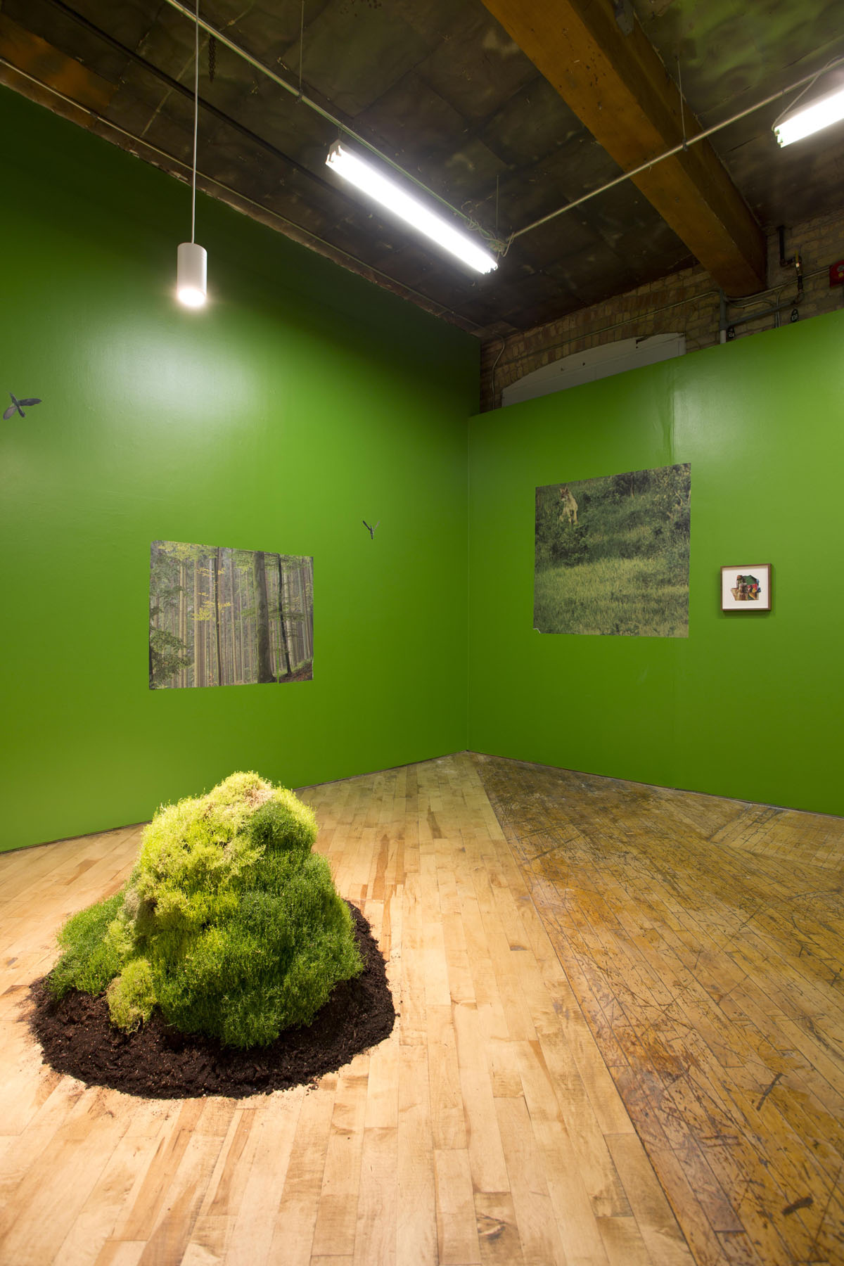 Aaron Jones, image of installation view, photographs and mound of moss.