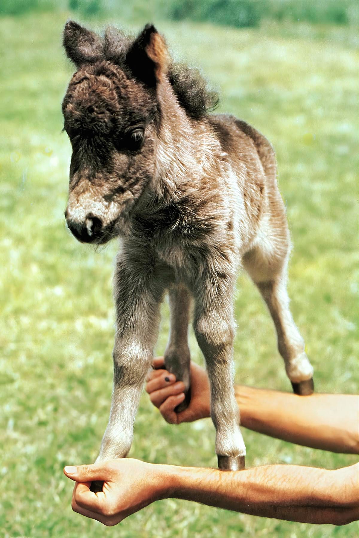 Miniature donkey held by two hands by its feet.